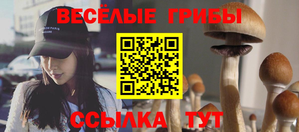 Псилоцибиновые грибы Cubensis Черняховск